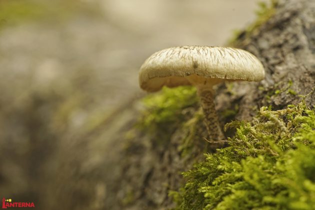 Gljiva u koritu Mirne