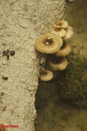 Gljive u koritu Mirne